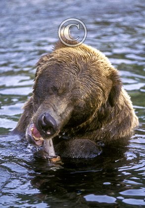 Brown Bear 4  DMOO35